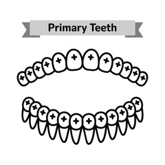 Illustration of human primary teeth showing upper and lower dental arches © tarek