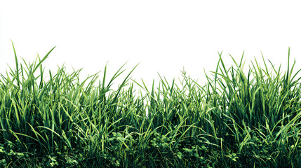Fototapeta premium grass isolated on white background/Dense green grass and natural ground vegetation forming a fresh, wild meadow texture on a white background. Stock Illustration