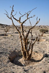 Boswellia, frankincense tree. Oman