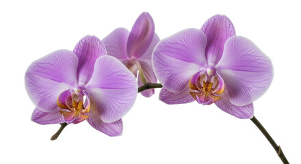 Obraz premium Isolated group of phalaenopsis orchid blossoms, elegant purple flowers, nature still life