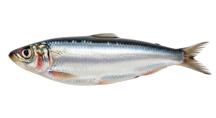 Obraz premium Isolated fresh sardine or pilchard ready to cook, healthy eating, marine life, sea fish