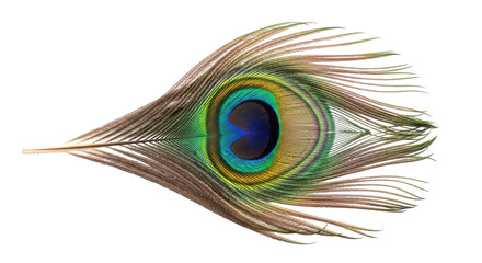 Fototapeta premium Isolated detailed vibrant peacock feather, elegant single plume, eye spot in vivid colors