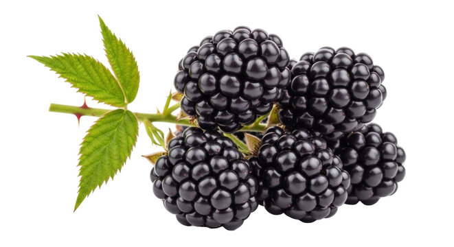 Isolated bunch of fresh ripe blackberries with green leaves, summer harvest fruit, studio shot