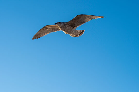 Seagull bird flight with wide wings against blue sky suggests wildlife freedom in a minimal composition with generous copyspace and clean airy background