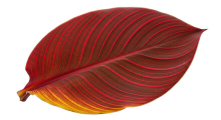 Isolated tropical plant leaf with reddish orange foliage and contrasting yellow base