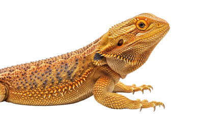 Naklejka premium Isolated Bearded Dragon on Ground Headshot Detailed Scales Exotic Reptile Close-up Portrait