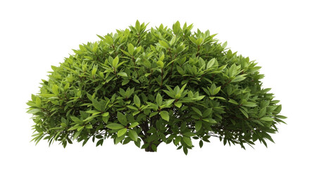Isolated evergreen shrub, fresh spring foliage, leafy plant for garden landscaping design © Ophelia