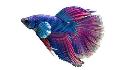 Fototapeta premium Isolated Beautiful Betta Fish Swimming, Majestic Aquatic Animal, Pet, Tropical, Animal