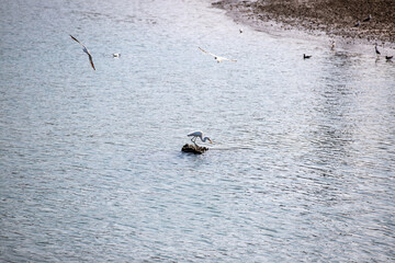 Obraz premium Grey heron, Ardea cinerea on the shallow and seagulls are flying around