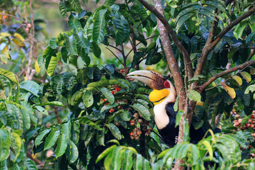 A Great Hornbill is foraging for fruit in the Khao Yai Heritage Forest, Khao Yai National Park, Nakhon Ratchasima Province, Thailand. © Somsak