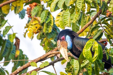 A Great Hornbill is foraging for fruit in the Khao Yai Heritage Forest, Khao Yai National Park, Nakhon Ratchasima Province, Thailand. © Somsak