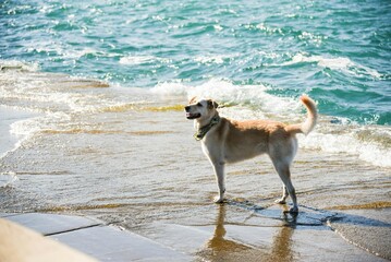 dog on the beach