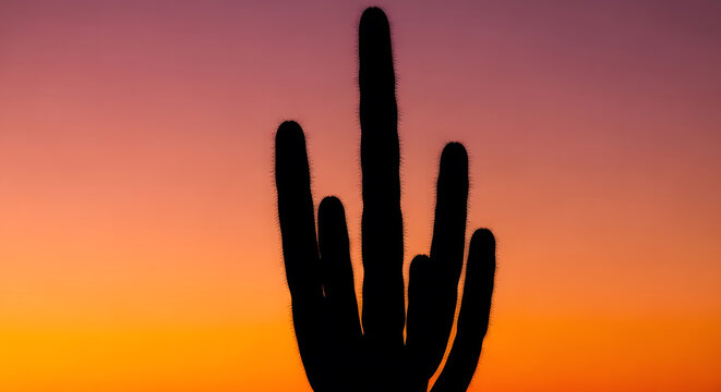 Silhouette of a large desert cactus against a vibrant gradient s
