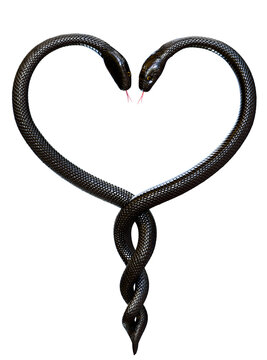 Two Black Snakes twisted in a Heart shape isolated on White Background. 3D illustration