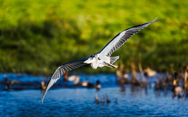 Grey Heron, Ardea cinerea, bird in winter on marshes in winter
