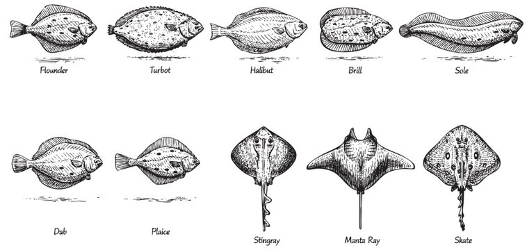 Hand-drawn vector illustration featuring various types of flatfish including Flounder, Turbot, Halibut, Sole, and Skate, ideal for educational materials, culinary guides, or vintage style designs.