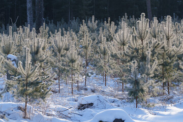 snow covered trees in winter