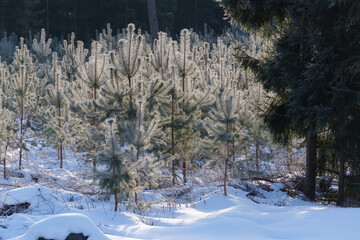 snow covered trees