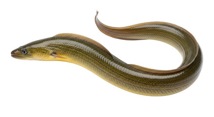 Isolated freshwater eel, Anguilla, animal, natural food source, gourmet seafood dish, tasty