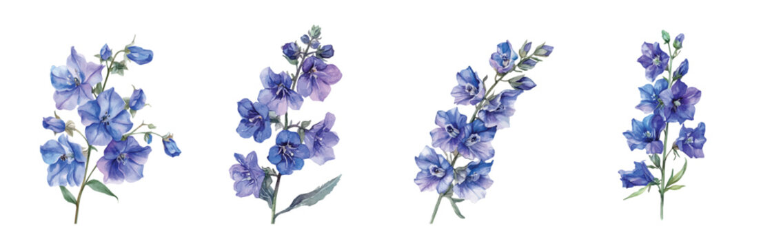 Minimal yet artistic elements for creative designs. hand-drawn paint, Simple Illustration, A beautiful painting of larkspur flower, EPS format, isolated on a white background