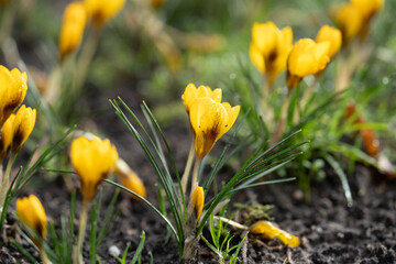 Fototapeta premium Region Teutoburger Wald im Frühling