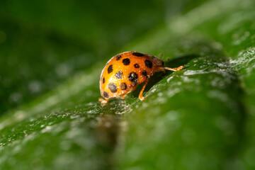 Obraz premium Close-up macro photography of a vibrant orange ladybug with black spots on a wet green leaf surface. Natural wildlife and garden background.