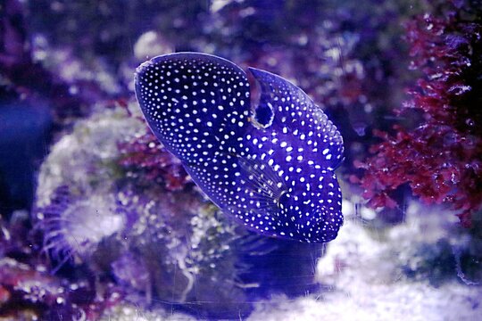 poisson