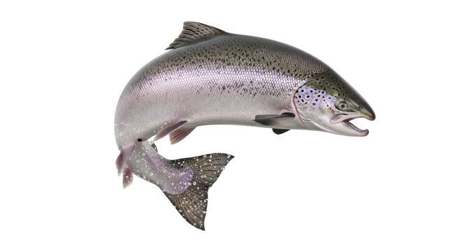 Isolated Swimming Sea Animal Depicts Fresh, Wild Salmon Fish from Ocean, River or Lake