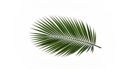 Fototapeta premium Detailed Palm Frond Isolated on White Background, Showcasing Tropical Beauty and Natural Elegance