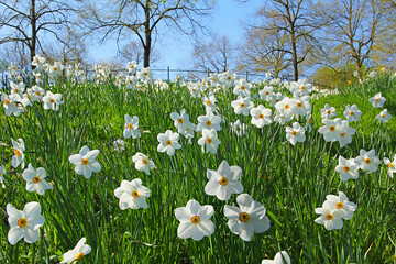hill with blooming narcissus poeticus, park landscape Westpark munich in spring