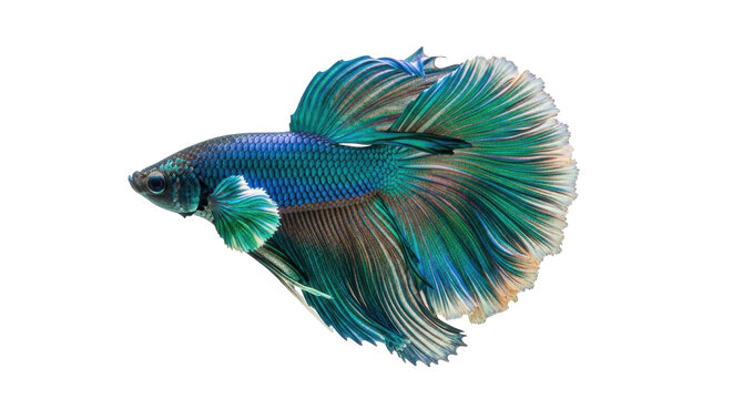 Isolated colorful betta fish Siamese fighting fish with long fins on a bright background