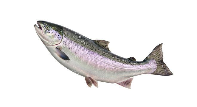 Isolated salmon, a fish with speckled skin, on a clean background for menu design, healthy eating
