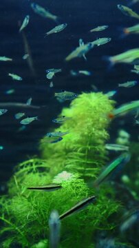 Zebrafish In Zoo Aquarium. Zebrafish Or Danio Rerio Is Species Of Freshwater Ray-finned Fish. Zebra Danio And Tropical Fish is Popular Aquarium Fish. Zebrafish Used Vertebrate Model Organism In