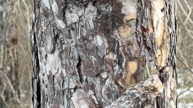 A person uses a sturdy wooden stick to pry and strike the thick bark of a pine tree. This physical action results in a series of sharp, dry cracking noises followed by a gritty scraping sound