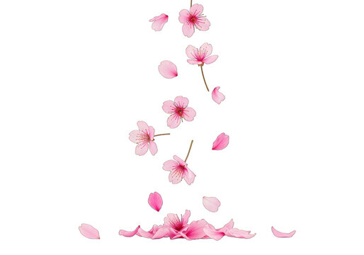 Pink Cherry Blossoms and Petals Falling Downward