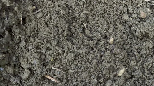 A metal shovel blade slices into a pile of dark, wet soil. The impact produces a heavy thumping sound followed by the wet crunch of shifting earth. Clumps of damp dirt fall with soft, muffled thuds.