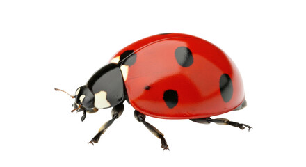 Fototapeta premium Isolated seven-spot ladybug, red beetle with black spots on its elytra, crawling insect closeup