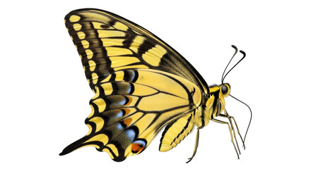 Isolated Eastern Tiger Swallowtail butterfly sitting, Papilio glaucus species, beautiful insect