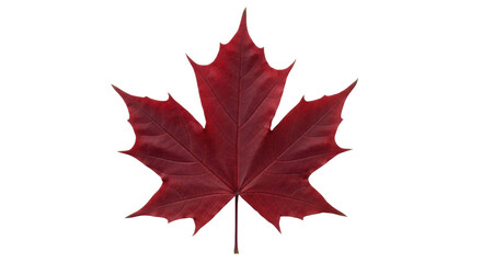 Fototapeta premium Isolated bright red maple leaf, a botanical symbol of Canada during the Autumn season