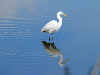 日本、神奈川県、冬、食べ物を探す白鷺