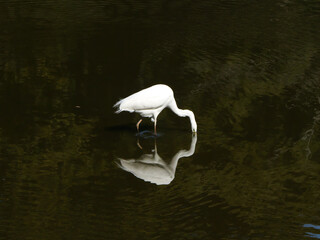 日本、神奈川県、冬、食べ物を探す白鷺