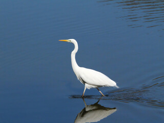 日本、神奈川県、冬、食べ物を探す白鷺