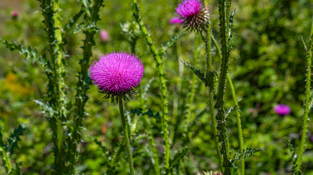 Illyrian Thistle, Onopordum illyricum, Arribes del Duero Natural Park, SPA, SAC, Biosphere Reserve, Salamanca, Castilla y Le&oacute;n, Spain, Europe