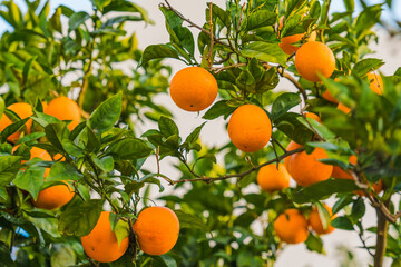 Ripe oranges hanging on leafy branch