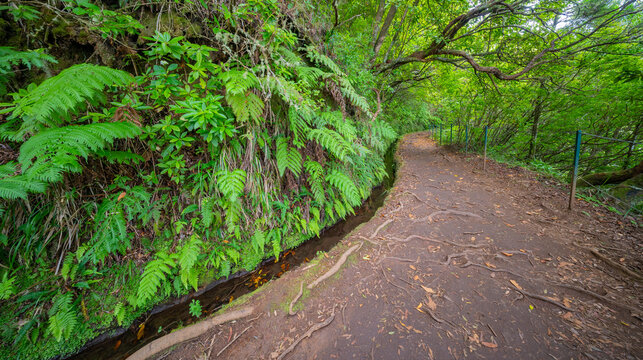 Levada do Caldeirao Verde, Parque Forestal Das Queimadas, Madeira, Portugal, Europe