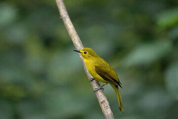 Obraz premium Yellow-browed Bulbul Acritillas indica, Munnar, Kerala, India
