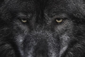 Symmetrical close-up of a Black wolf’s piercing amber eyes, framed by dense dark fur, capturing fine texture, shadow detail, and an intense, commanding gaze. © Umm Hamzah