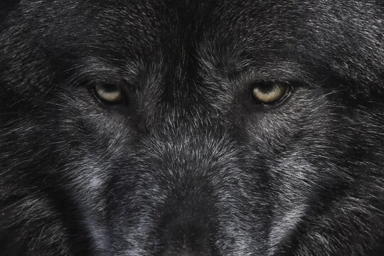 Symmetrical close-up of a Black wolf&rsquo;s piercing amber eyes, framed by dense dark fur, capturing fine texture, shadow detail, and an intense, commanding gaze.