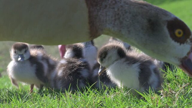 Egyptian Goose (Alopochen aegyptiaca) newly hatched goslings and their parents. Mid February, Kent, UK. [Half speed]