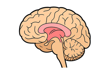 A simplified medical illustration of a human brain in a sagittal view, showing the cerebrum, cerebellum, and brainstem with the limbic system highlighted in pink against a black background.